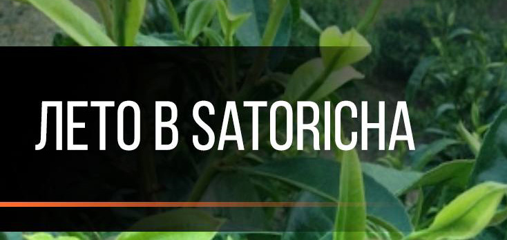 Лето в SatoriCha!<br>Рассказываем об обновлениях и нововведениях